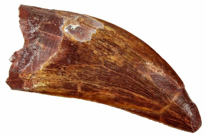 Serrated, Carcharodontosaurus Tooth - Real Dinosaur Tooth #329902